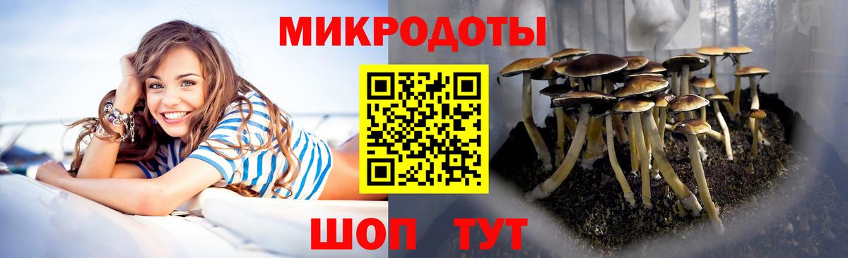 Галлюциногенные грибы Psilocybine cubensis Ейск